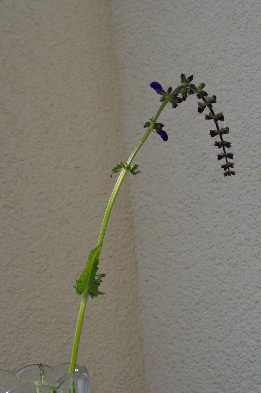 Wiesensalbei (Salvia pratensis) Familie Lippenblütler (Lamiaceae) Erkennungsmerkmale - Wuchshöhe: 30 70 cm - Blumenkrone