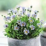 Blüte: hellblau sonniger