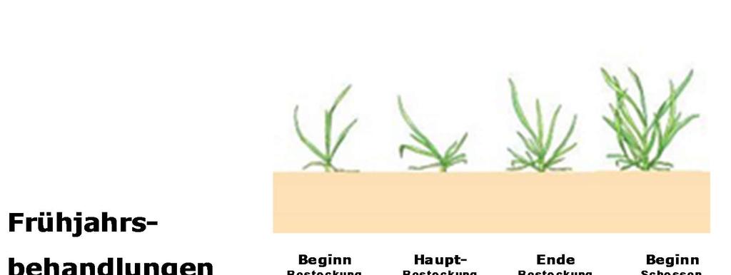 Herbizide im Getreide (Frühjahr) Avoxa 1,8l Avoxa 1,1l und Express SX 45g Avoxa 1,1l