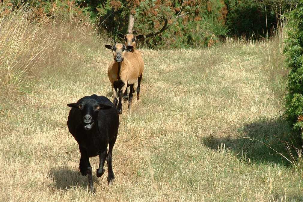 Lehr, 2003) Kamerunschaf (C.