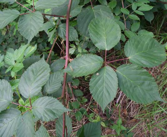 Rubus sulcatus: Schössling mit typischen Blättern