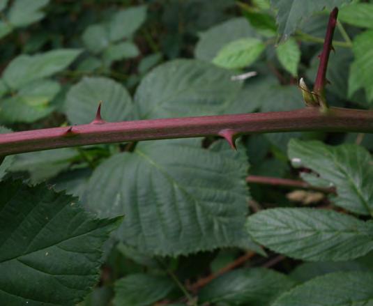 7: Rubus sulcatus: Schwach gefurchte Oberfläche des