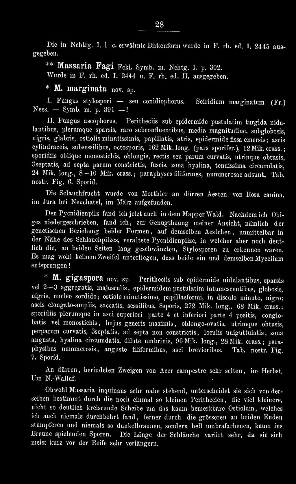 ; sporidiis oblique monostiehis, oblongis, rectis seu parum curvatis, utrinque obtusis, 3septatis, ad septa parum constrictis, fuscis, zona hyalina, tenuissima circumdatis, 24 Mik. long., 8-10 Mik.