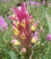 (Fliegenragw urz) Lotus maritimus (Spargelerbse) Pinguicula sp (Fettblatt) Melampyrum arvense