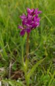 4 Bächen durchzogen Dactylorhiza alpestris 00+, D. incarnata Hybriden D. alpestris x D.