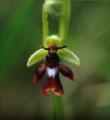 Plantanthera chlorantha -00 Allium carinatum (Gekielter Lauch) Lotus maritimus (Spargelerbse)