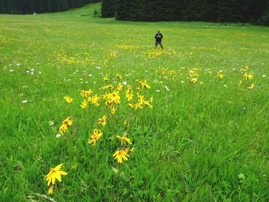 Gegenwärtig gibt es hier mehr als 500 blühende Pflanzen! Damit ist dies die weitaus größte Population in Thüringen.
