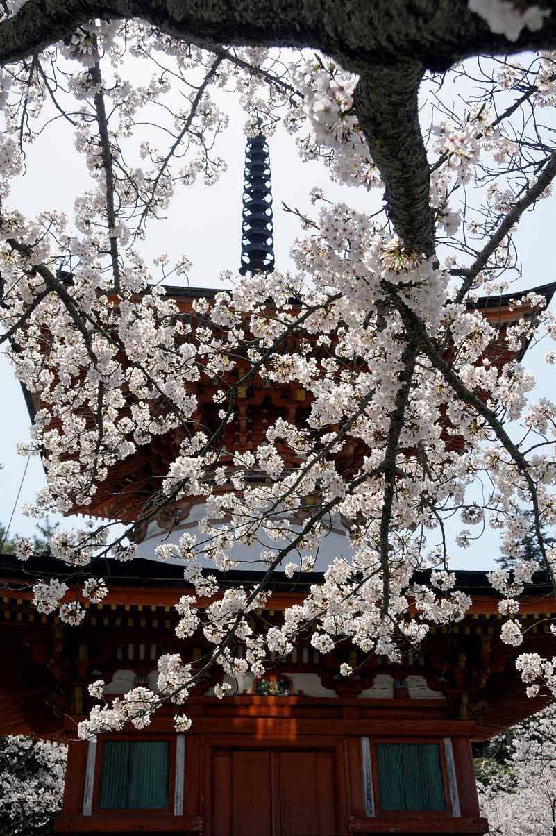 363 Kirschblüte (Sakura)