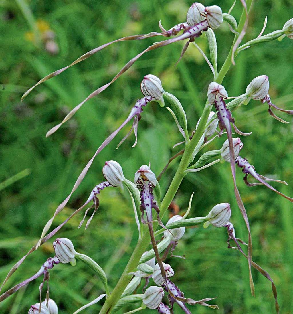 The biological diversity of the Wachau is reflected in some thirty species of orchids.