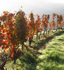 wunderschöne Weinanbaugebiete und