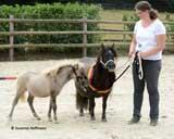 Shetlandpony Ruby Champion Stute La