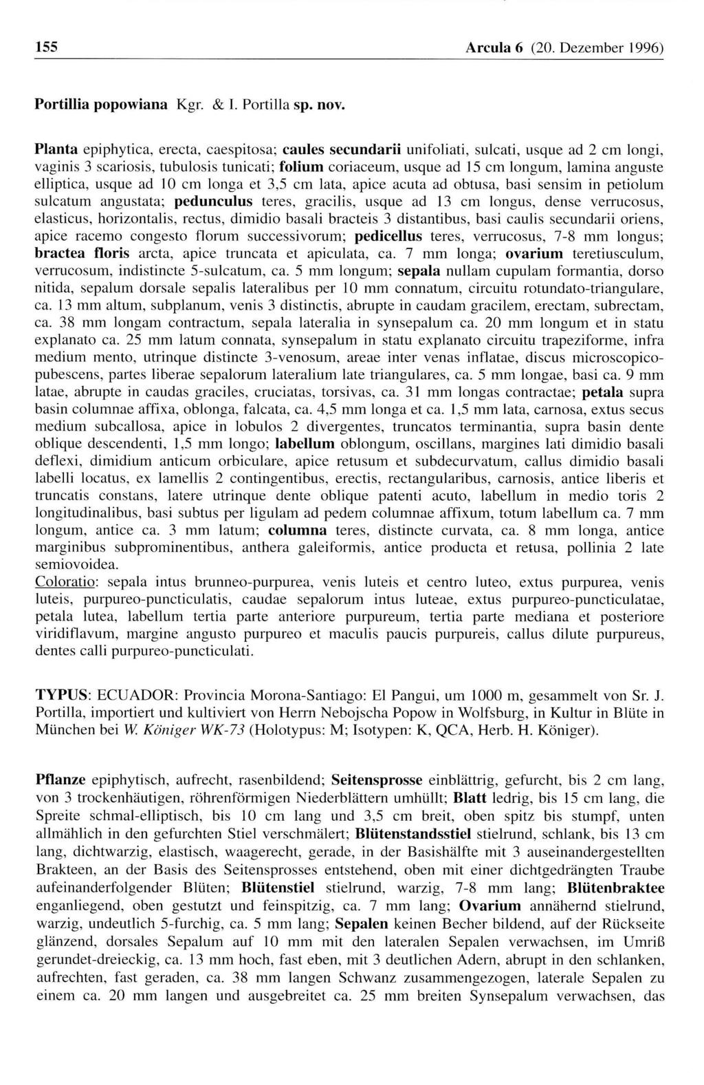 155 Arcula 6 (20. Dezember 1996) Portillia popowiana Kgr. & 1. Portilla sp. nov.