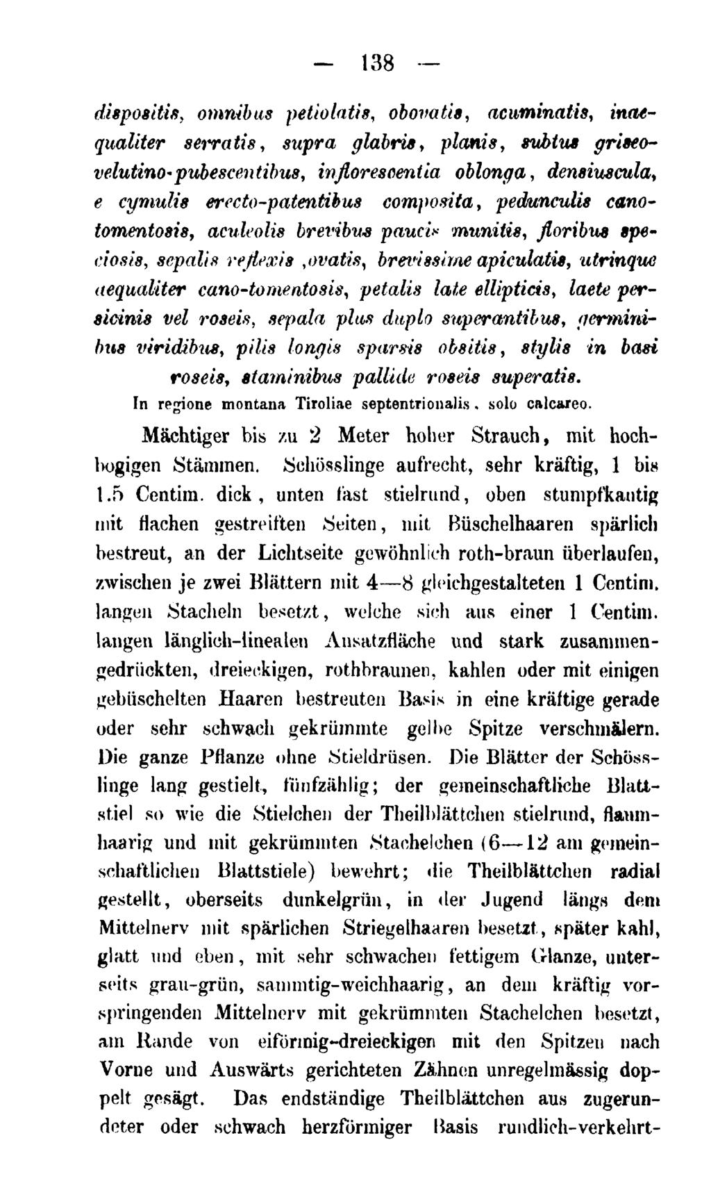 - 138 dispositi^, omnibus petiolatis, obovatts, acutninatis, inaequaliter serratis, supra glabrie, plants, subtus griseovelutino'pubescen tibus, inßoreseentia oblonga, demiuscula, e cymulis