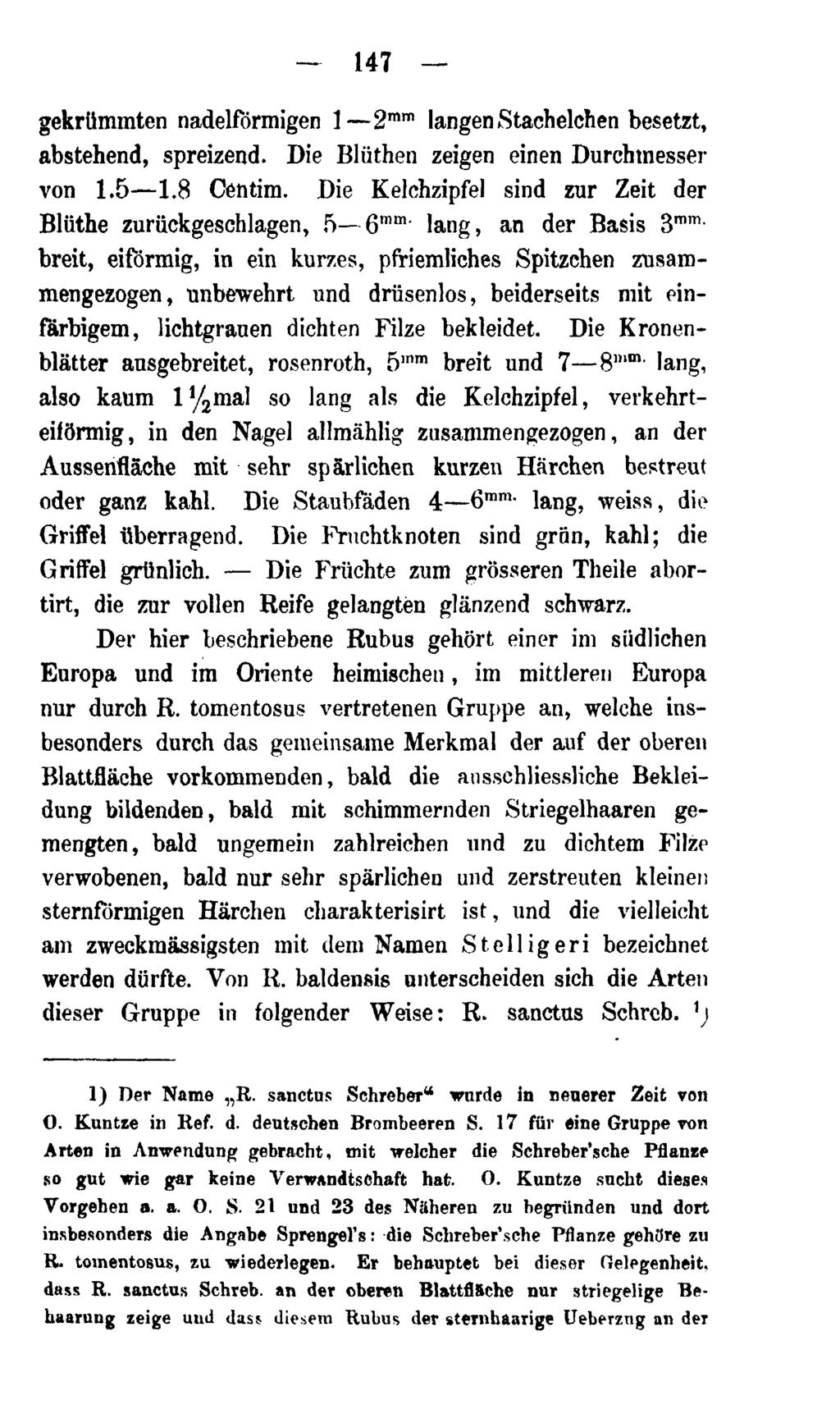 147 gekrümmten nadelfórmigen 1 2 mm langen Stachelchen besetzt, abstehend, spreizend. Die Blüthen zeigen einen Durchmesser von 1.5 1.8 Centim.