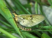 Köcherfliegen Arten in ausgewogener Häufigkeitsverteilung Keine Störzeiger