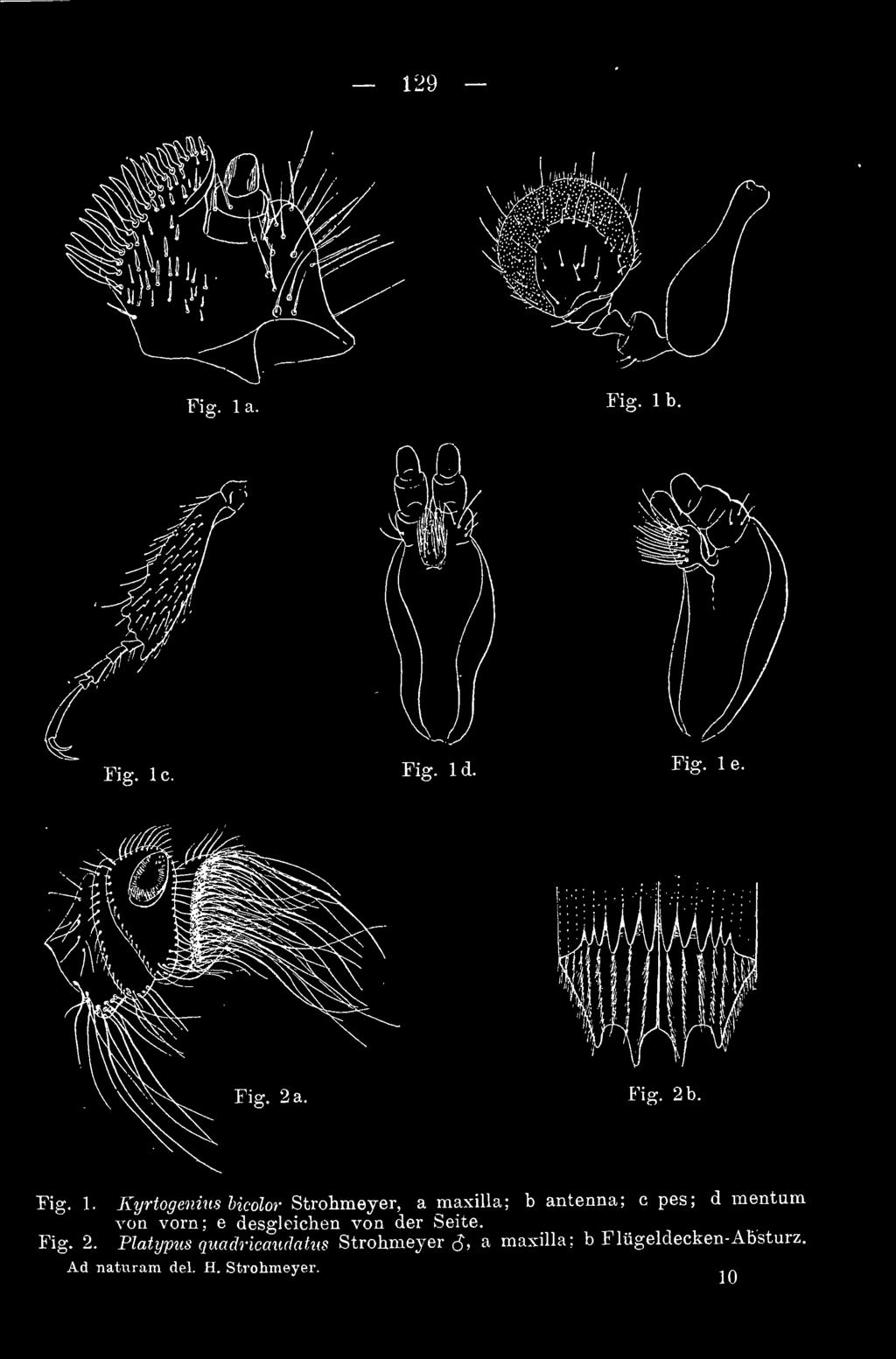 Kyrtogenius bieolor Strohmeyer, a maxilla; b antenna; c pes; d mentum