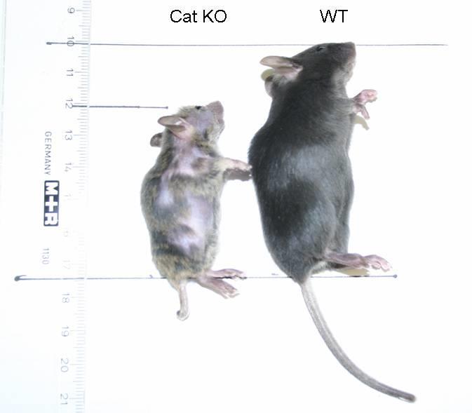 Ergebnisse Die Größenunterschiede zwischen Wildtyp- und Knockout-Tieren waren besonders bei adulten Mäusen deutlich.