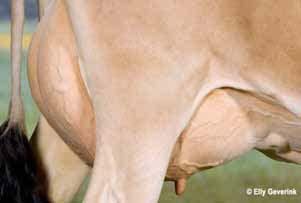 Fruchtbarkeit, weniger Mastitis und langlebigere Kühe.