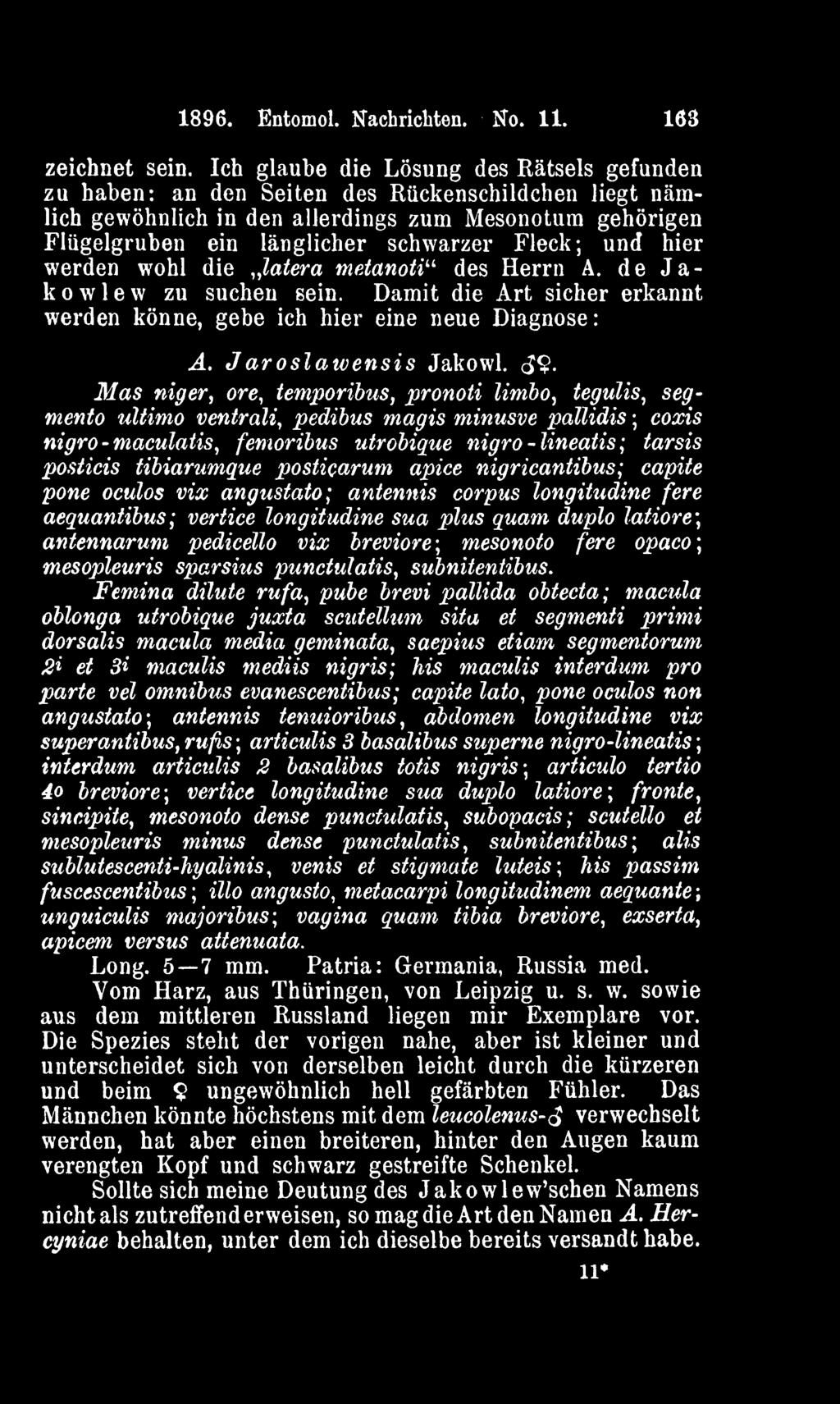 tibiarumque posticarum apice nigricantibus; capite pone oculos vix angustato; antennis corpus longitudine fere aequantibus; vertice longitudine sua plus quam duplo latiore\ antennarum pedicello vix