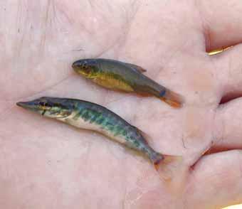 fischerei aktuell auch in angrenzende Regionen ausgebreitet hat. Diesen drei Fischarten gemeinsam ist, dass sie eine hohe Wasserqualität benötigen.
