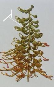 1 2 3 akropetal synchron basipetal Zu 35: Blütenstiel: Haltung im Verhältnis zur Spindel 1 2 3