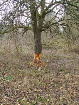 Obstbäume, speziell