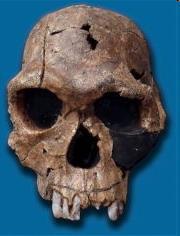 Homo habilis (1.9 1.6 Ma) Hirnvolumen ca.
