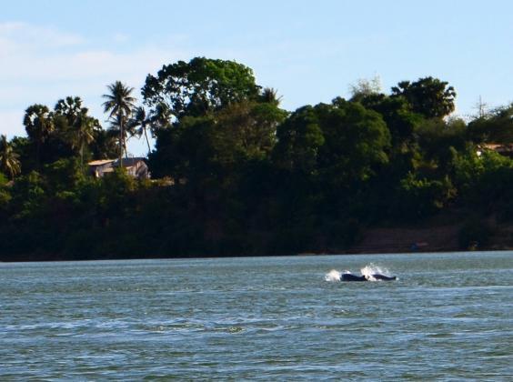 Auch die Irrawaddy Flussdelphine tauchen auf und lassen sich ganz gut beobachten, allerdings vermeiden Sie übermütige ganz aus dem Wasser Sprünge!