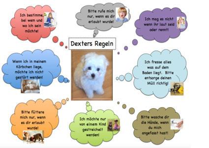 Regelplakat für den richtigen Umgang mit dem Schulhund Dexter 3.4 Das Wesen des Hundes Dexter Dexter ist ein 1,5 Jahre alter reinrassiger Malteserrüde.