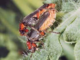 Frank, D. & Schnitter, P. (Hrsg.): Pflanzen und Tiere in Sachsen-Anhalt Weichkäfer (Coleoptera: Cantharoidea: Drilidae, Lampyridae, Lycidae, Omalisidae) Bestandssituation. 2.