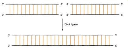 Die DNA-Ligase schleißt typischerweise