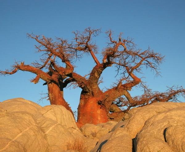 Baobab-Bäume * Zwischen dem 20. Dezember und 10. Januar fallen Feiertags-Aufschläge an. Bitte fragen Sie uns danach! Reisepreise EZ-Zuschlag 1.-14. Nov. 2017 / 2018 EZ-Zuschlag 15.-30. Nov. 2017 / 2018 EZ-Zuschlag Dez.