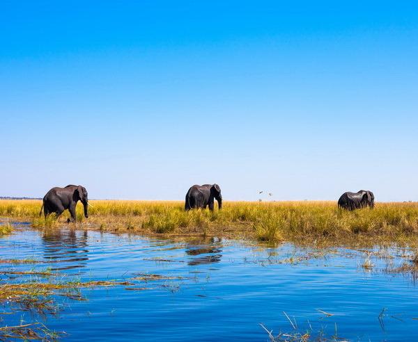 350,- Leistungen Inlandsflüge Kasane - Moremi - Okavangodelta - Makgadikgadi - Maun Sammeltransfer vom Victoria Falls Flughafen zur Unterkunft und nach Kasane (Chobe-Nationalpark) 10 Übernachtungen