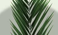 Die naturesse-palmblattprodukte werden direkt vor Ort verarbeitet, was für Natur und Mensch überaus