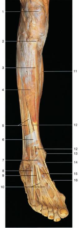 478 Muscles of the Leg and Foot: Extensor Muscles Extensor muscles of leg and foot (right side, oblique antero-lateral aspect). Extensor muscles of leg and foot (right side, anterior aspect).