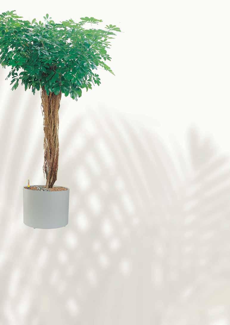 [P] Schefflera arboricola Die VISION Gefässe werden standardmässig mit laufruhigen, weichen Rollen ausgerüstet, die für alle Böden geeignet sind.
