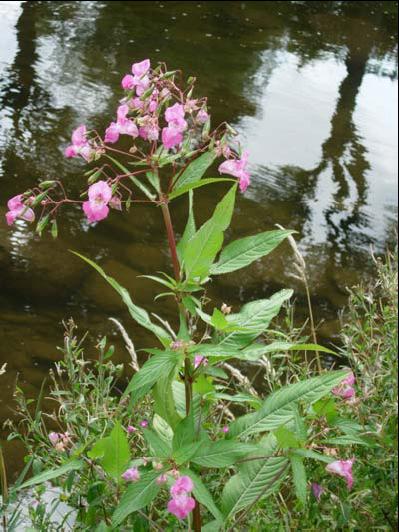 Drüsiges Springkraut Überall - darum Bekämpfung auf Schutzgebiete konzentrieren Über eine Vielzahl von Samen (2500-4000 / Pflanze). Schleuderkapseln! Verdrängung heimischer Vegetation und u. U.