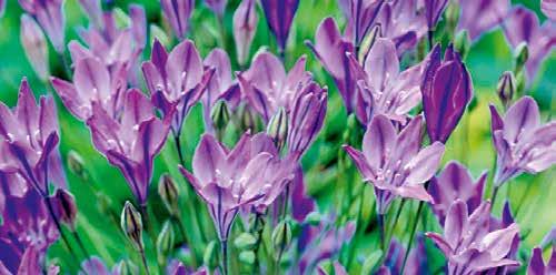 Triteleia (Frühlingsstern, Frühlingssternblume) 10, 10, 100 Stück Sternförmige Blüten, für Rabatten und als Schnittblume geeignet, 59146 'Corinna', hat violette Blüten mit purpurvioletten Spitzen und