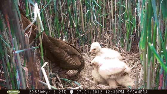 der Beute-Biomasse aus: hier verfüttert das Weibchen ein Küken eines Hühnervogels.