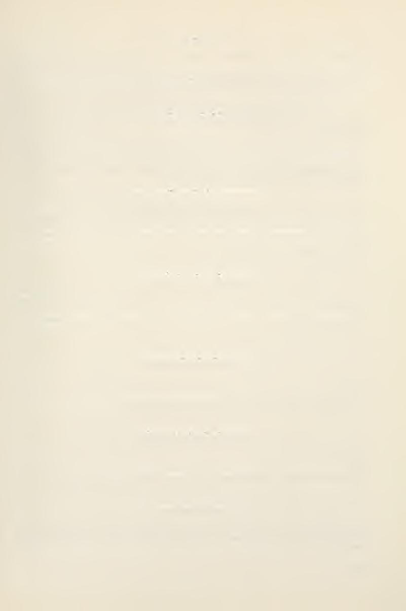 Anemia fausti Solsky Solsky 1881 58 Ex. Verbreitung: Von Nordostafrika bis chinesisch Turkestan. Scleropatrum breviusculnm Reitter Reiner 1889 52 Ex.