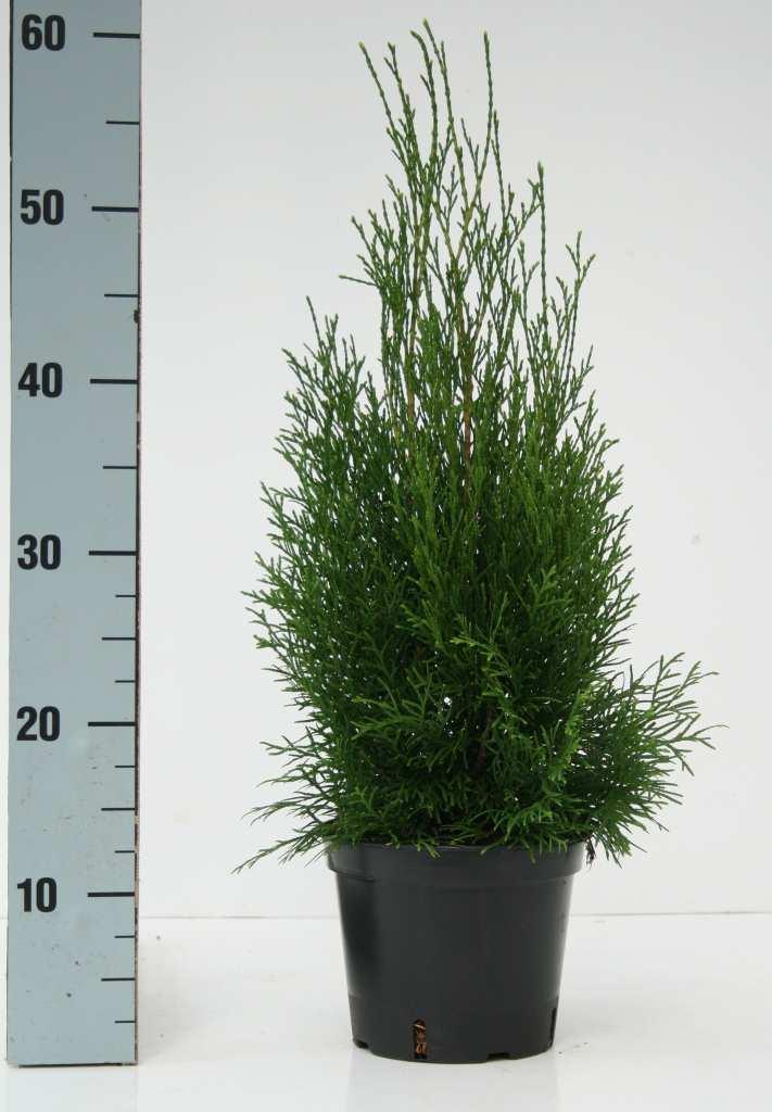 occidentalis 'Smaragd' Edel-Lebensbaum C 2 30 40
