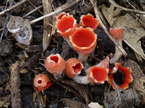 Dörfelt & Müller-Uri Lycoperdon lividum Pers. Tulostoma brumale Pers. : Pers. Pinus nigra Anschließend besuchten wir noch kurz das Schwarzkiefernwäldchen nahe der Gersdorfer Burg. 08.03.