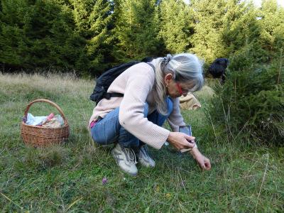 Gebiet Waldgebiet zwischen Elend und Braunlage Geologie Fichtenforst und borealer Fichtenurwald,