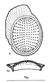 Type locality: Klafterbrunn, Lower Austria (Grill 4557/3/947). Level: Upper Turonian Emscherian. Text-Fig. 68a. Original drawing of Kamptnerius punctatus. Text-Fig. 67a.