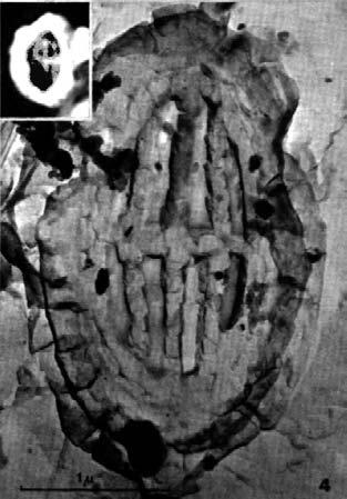 Adamiker 1966, p. 337, Text-Figs. 1, 2, Pl. 2, Fig. 4) Original description of Coccolithus horticus Stradner, Adamiker & Maresch, 1966 Holotypus: Platte Nr. 17 769, 20.000 fach, Facies proximalis. 1. Paratypus: Platte Nr.