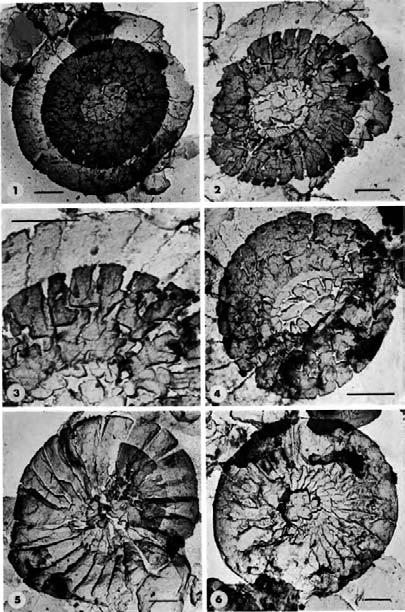 Diagnosis: Broad elliptical placoliths, which according to their general features have to be assigned to Cyclococcolithus leptoporus leptoporus, from which they differ by their overall geometry: The