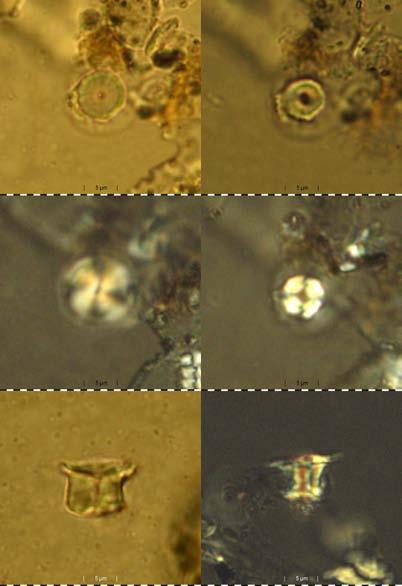 However, the SEM and TEM pictures reveal a completely different shape. Text-Fig. 99a. SEM image of holotype (2) and paratype (1) of Nannoconus abundans. Holotype: Electron micrograph 71.234/9 Pl.