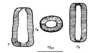 Text-Fig. 100a. Original drawing of Nannoconus planus. übersät. Der submikroskopische Aufbau der Wand zeigt Ähnlichkeit mit dem von Thoracosphaera. Derivation of name: nannos = dwarf; patina = bowl.