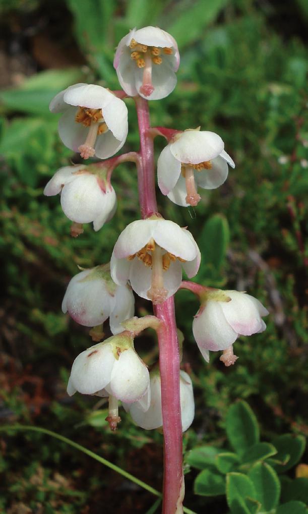 Moehringia diversifolia Mehrfach in vegetationsarmen Nischen von Gneisfelsen. In Sallegg wächst die Art zusammen mit dem Nordisch-Streifenfarn, Asplenium septentrionale.