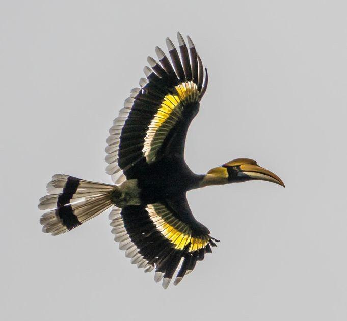 Fr, 0.4.05 Wald zwischen Samdrup Jongkhar und Morong (00 700 m ü.nn.), ca. 60 km Das Fluggeräusch des Great Hornbill (Doppelhornvogel) ist sehr eindrucksvoll. 6 Um 6.